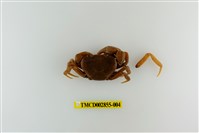 藏品(雙色澤蟹)的圖片